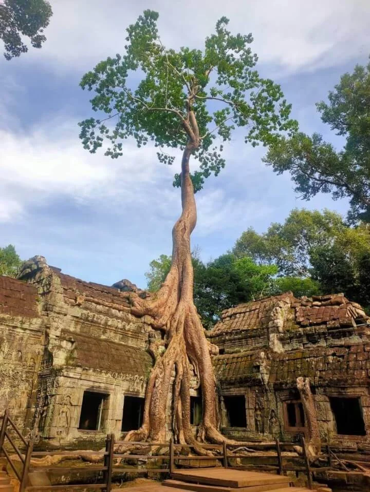 ta-prohm-angkor-raices-arboles-templo-jungla.jpg Templo Ta Prohm en Angkor, Camboya: antiguas ruinas jemer devoradas por gigantescas raíces de árboles de la jungla, combinando naturaleza y arquitectura.
